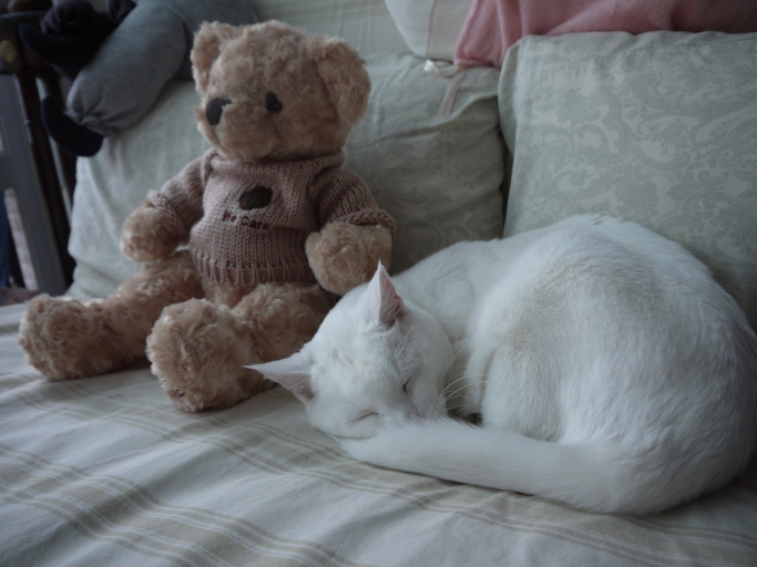 Sleep with the bear!